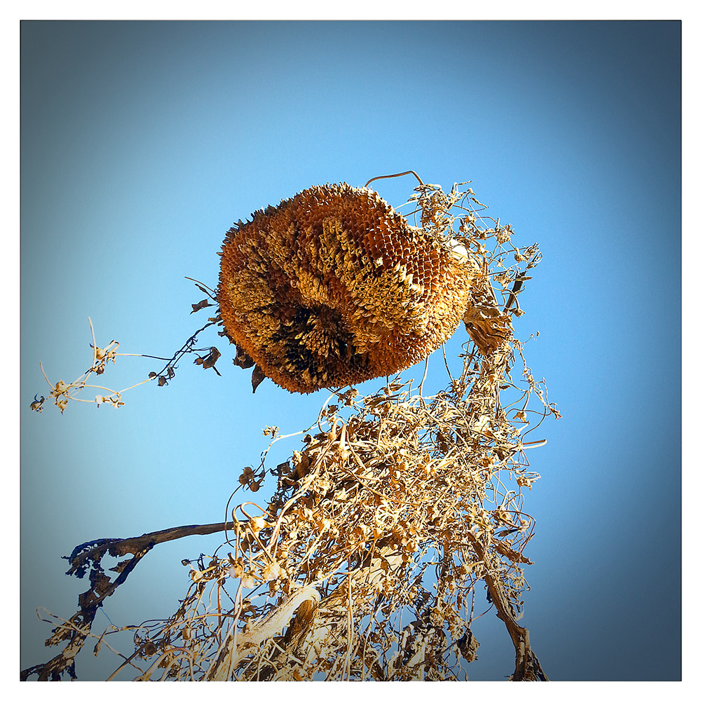 cold sunflower ©2014 bret wills