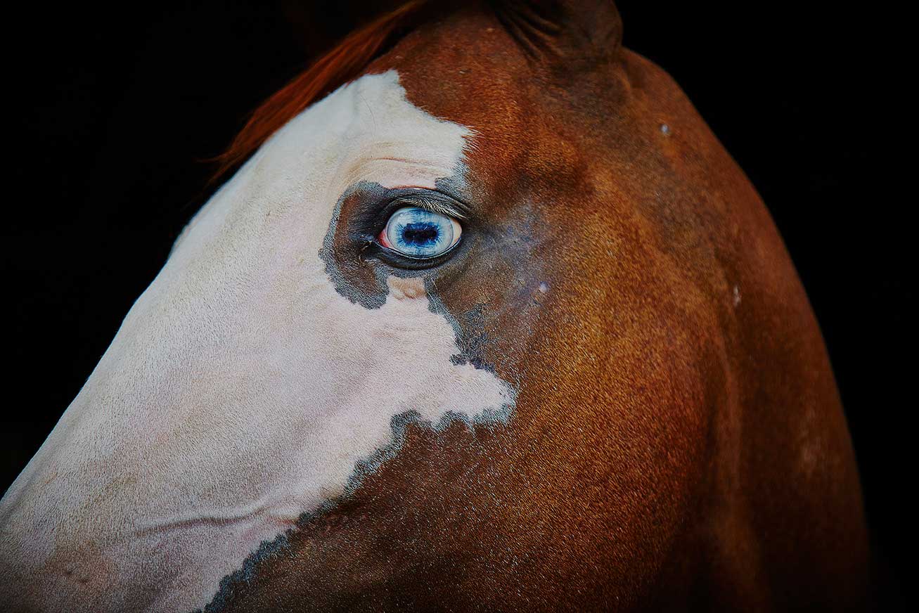 blue-eyed horse ©2015
              by bret wills