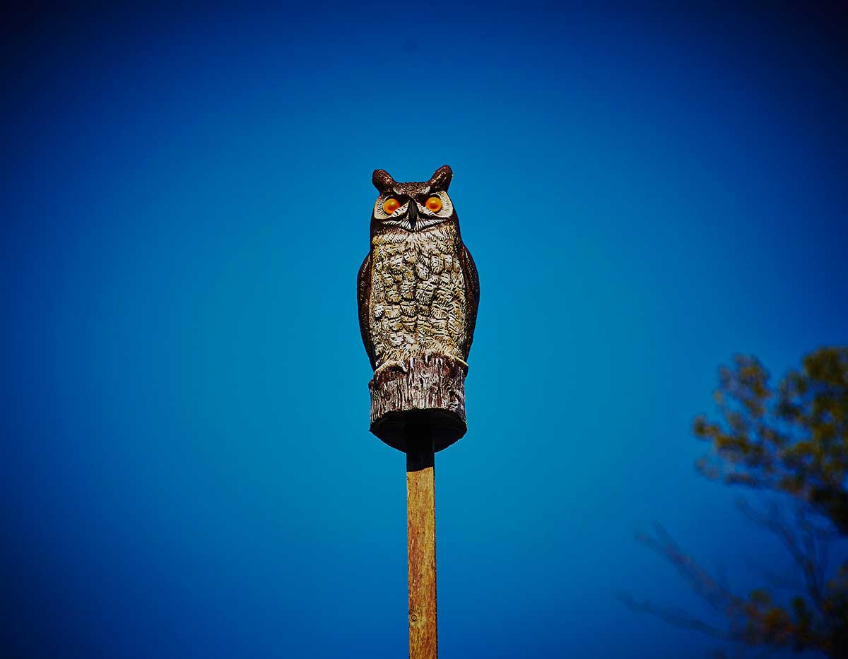 fake owl photography ©2015 bret wills