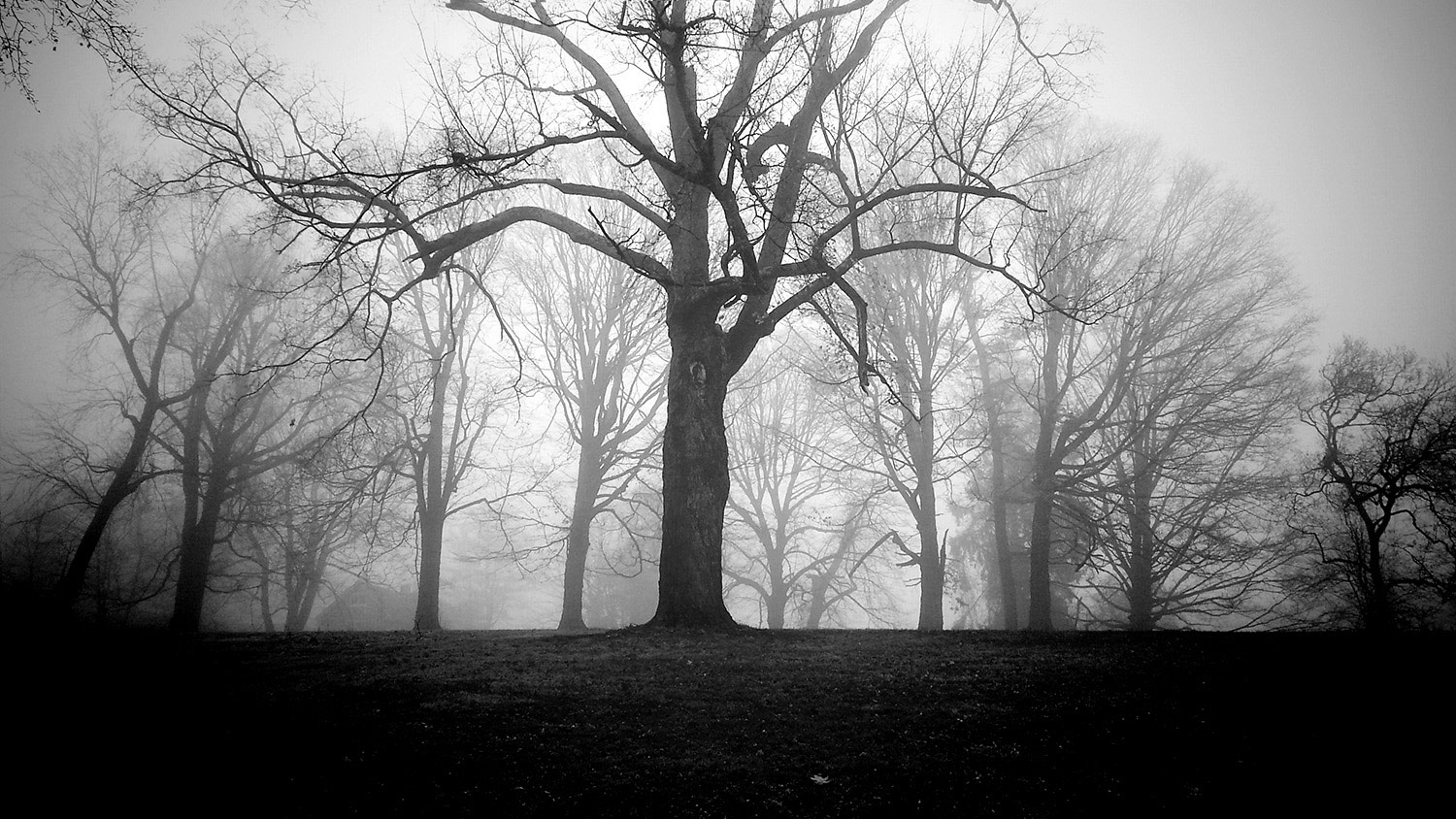 foggy tarrytown ©2014 bret wills