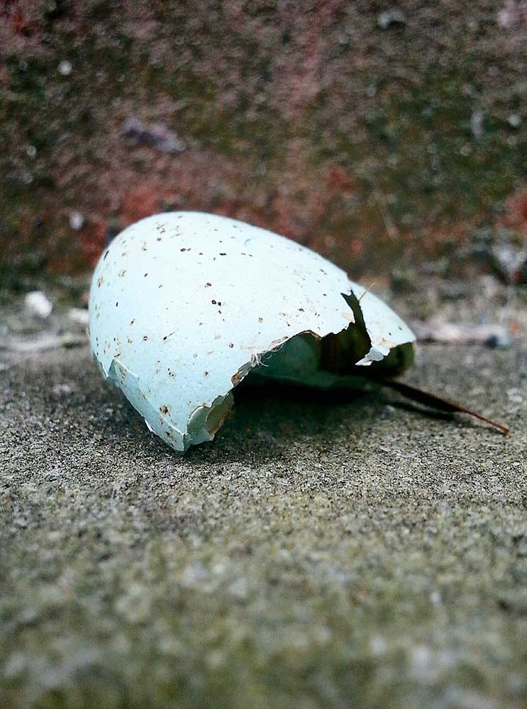 robin's egg photo ©2015 bret wills