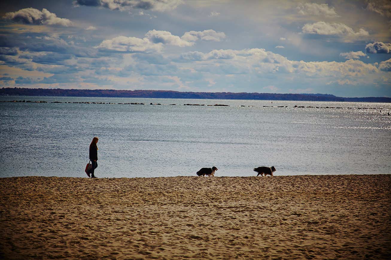 dogs on the beach ©2014 bret wills