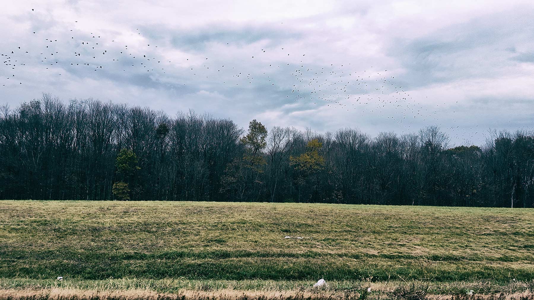 flock of bird ©2016 bret wills