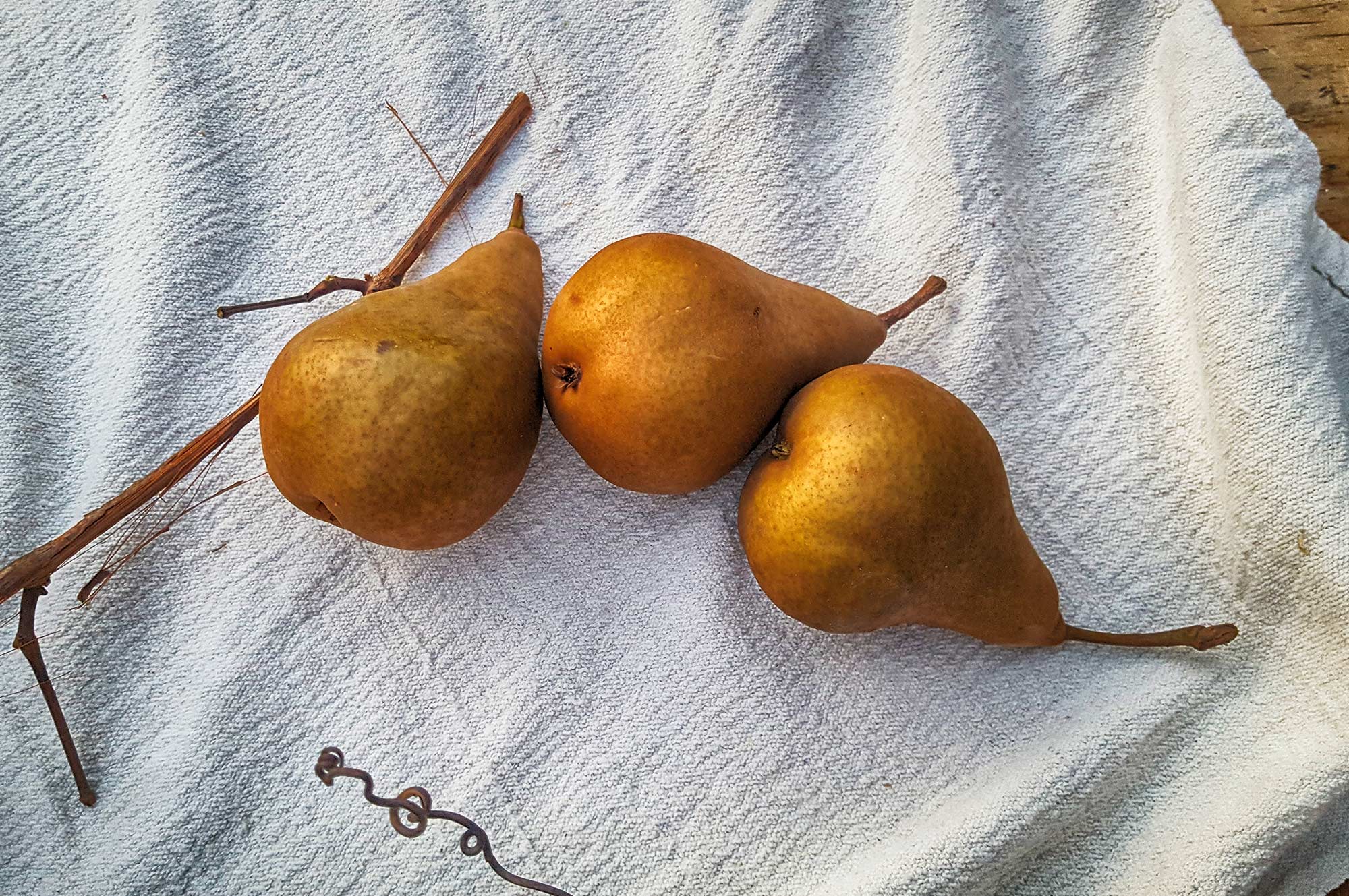  pears ©2017 by bret wills