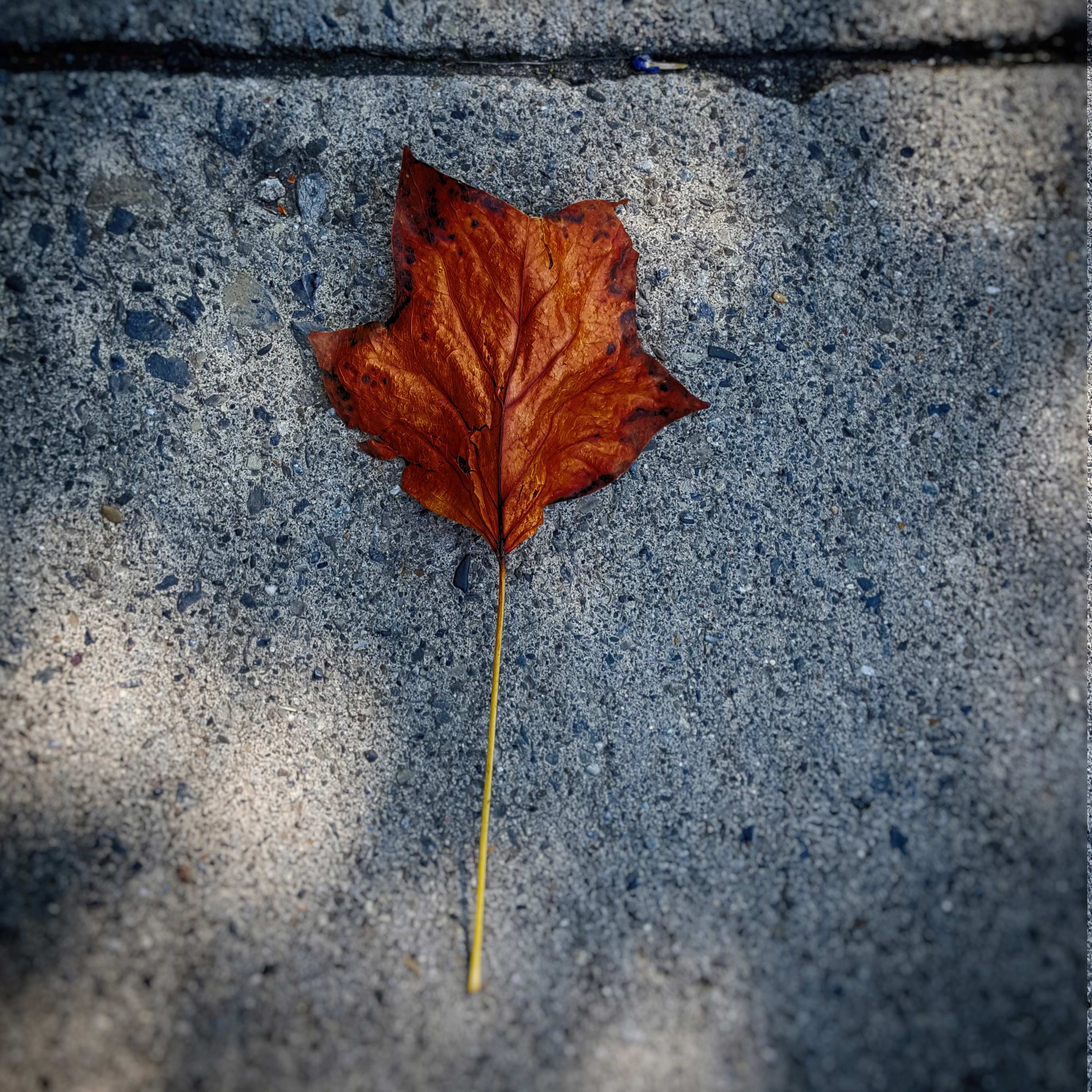 red leaf©2017 by bret wills