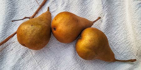 pears ©bret wills 2017