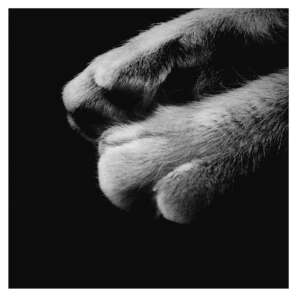 paws ©2014 bret wills