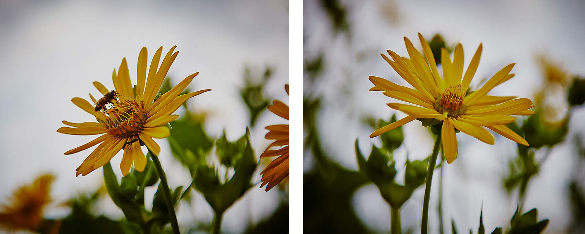 yellow flowerw ©2014 bret wills