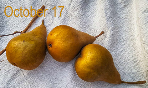 pears 2017 bret wills